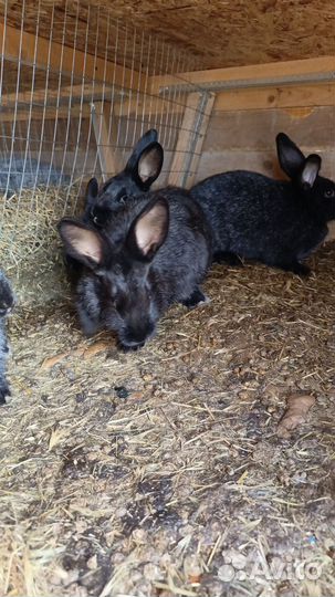 Кролики полтавское серебро