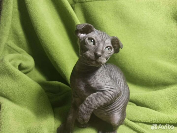 Донской сфинкс котята