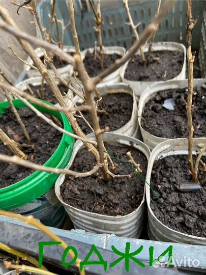 Годжи саженцы