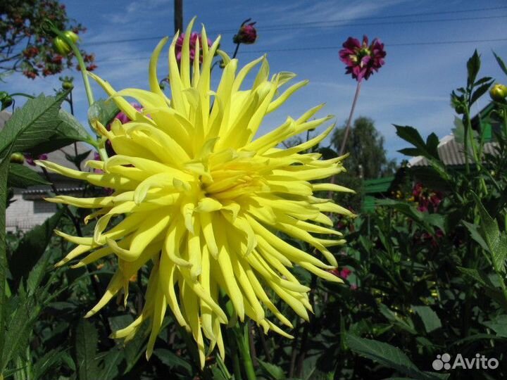 Клубни георгинов