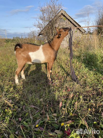 Продам козла на племя