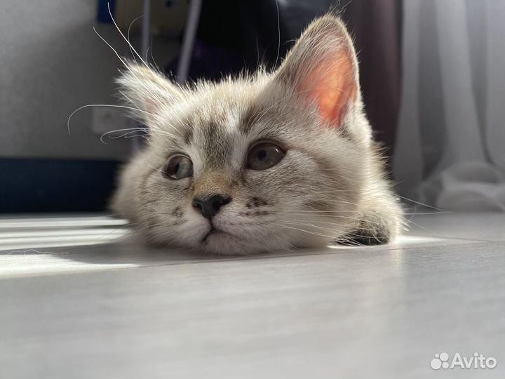 Кошка