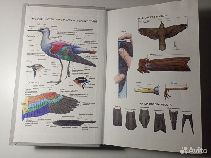 Рябицев Птицы Урала, Приуралья и Западной Сибири