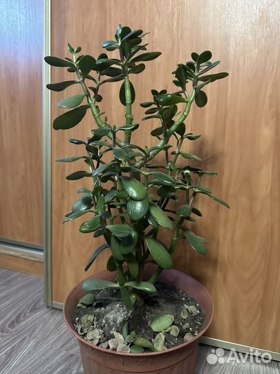 Денежное дерево