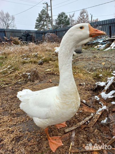Гуси породы Линда