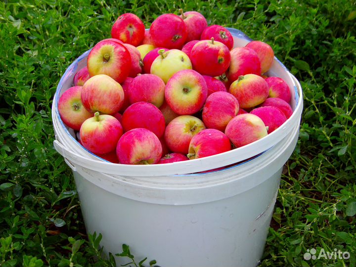 Яблоки, цена за ведро