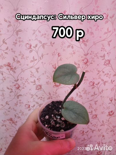 Разные сциндапсусы