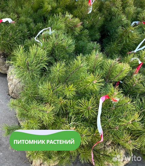 Сосна горная 