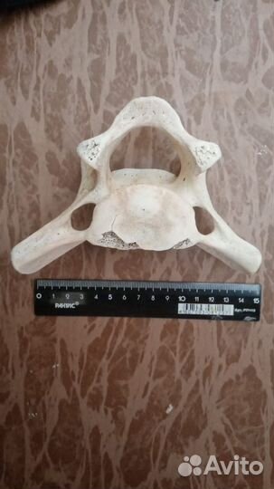 Позвонок кита