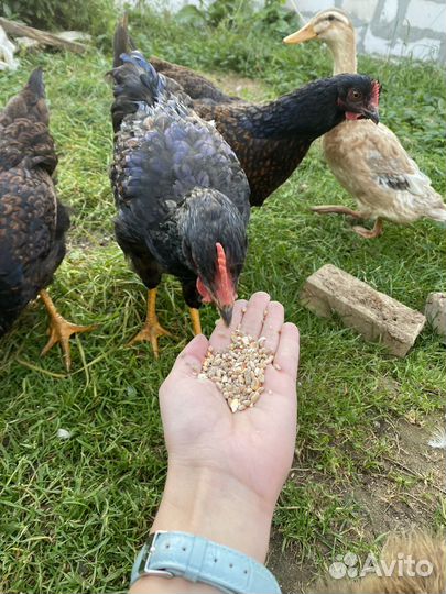 Продаётся петушок барневельдер