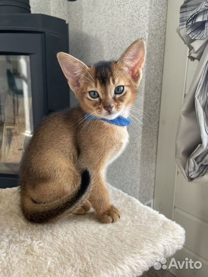 Абиссинские котята