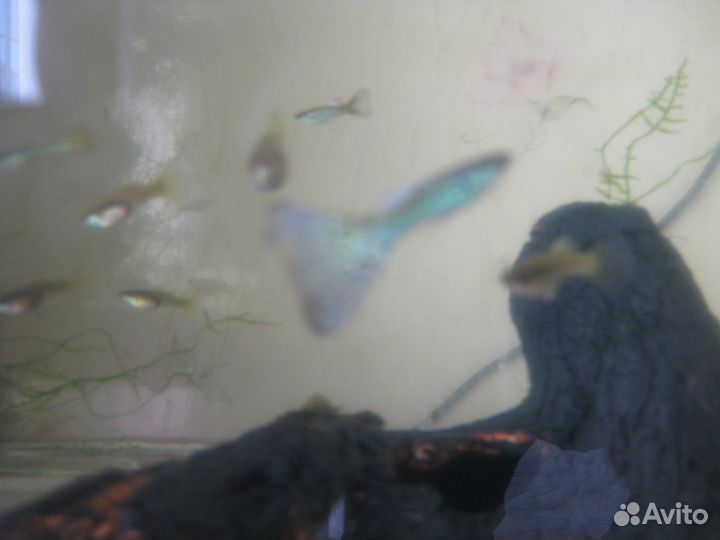 Аквариумы и рыбки