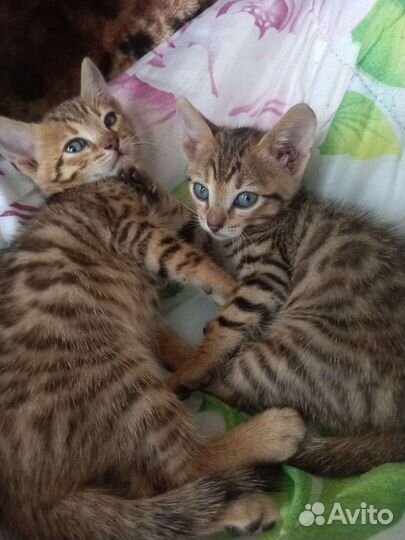 Бенгальские котята