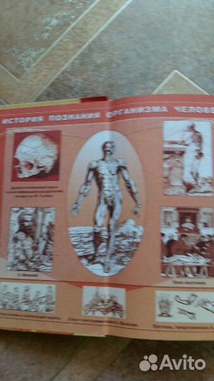 Биология 8 класс