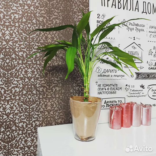 Драцена Сандера или Бамбук Счастья 7 стеблей