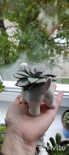 Кактусы и суккуленты Эхеверия Эчеверия Космо