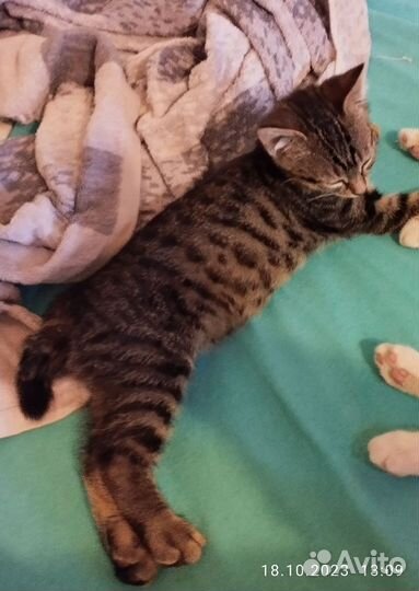 Котенок метис бобтейла