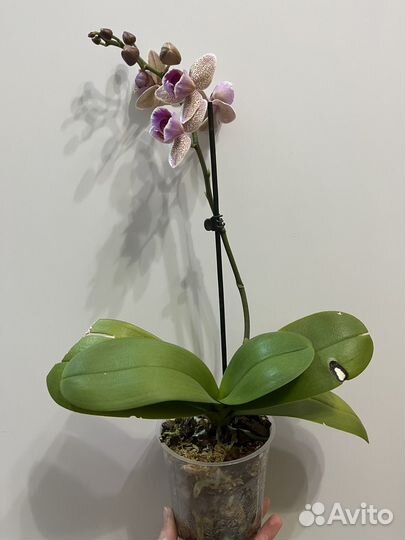 Орхидея фаленопсис бабочка - пелорик