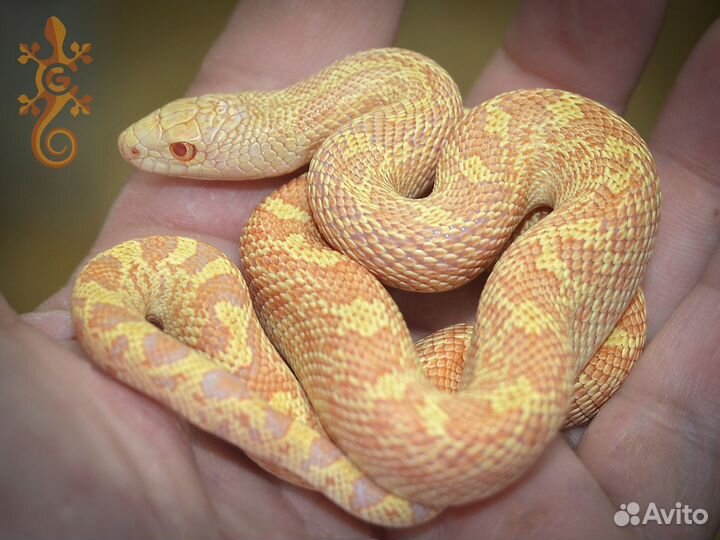 Питуофисы (Pituophis). Подходит новичкам