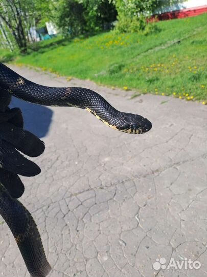 Рептилии змеи