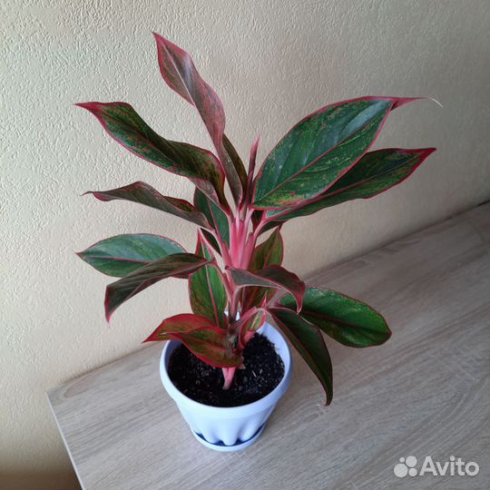 Аглаонема крит