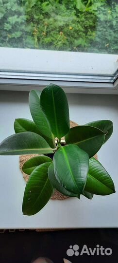 Фикус робуста