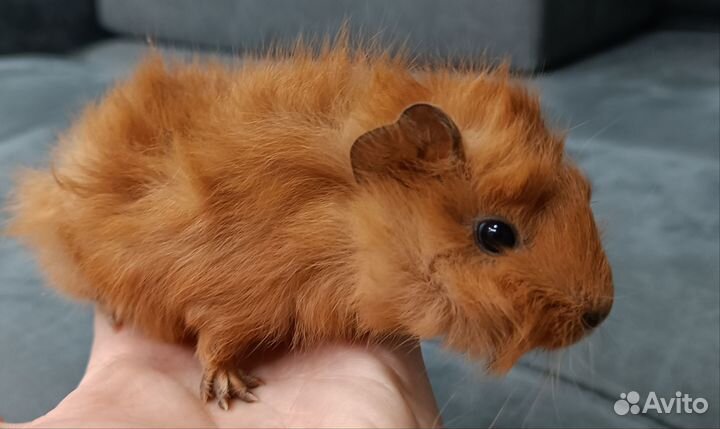 Морская свинка розетка