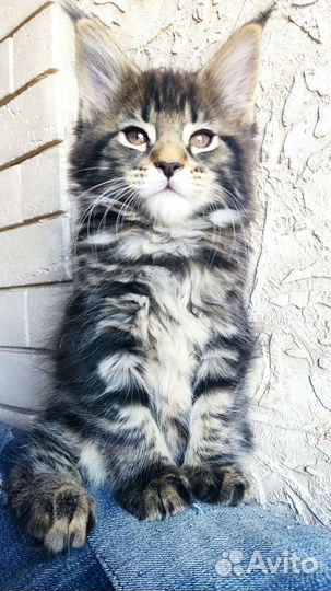 Котята мейн-кун