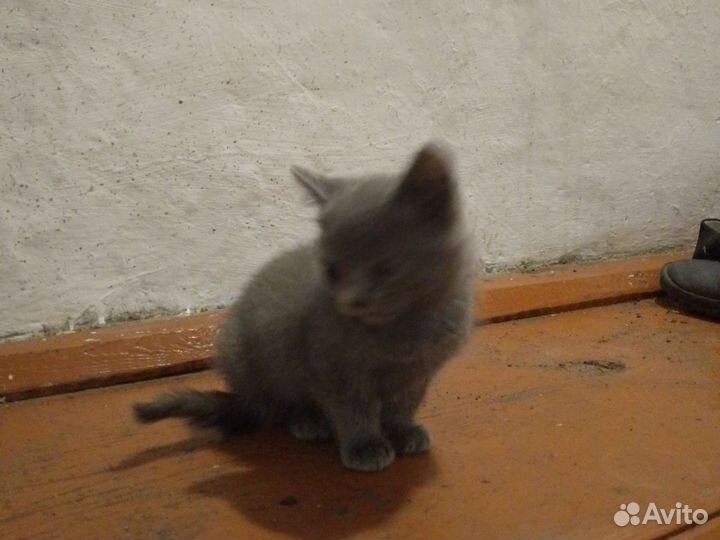 Кошки в добрые руки Бесплатно