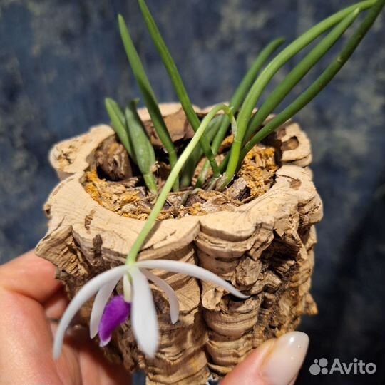 Орхидея Leptotes bicolor