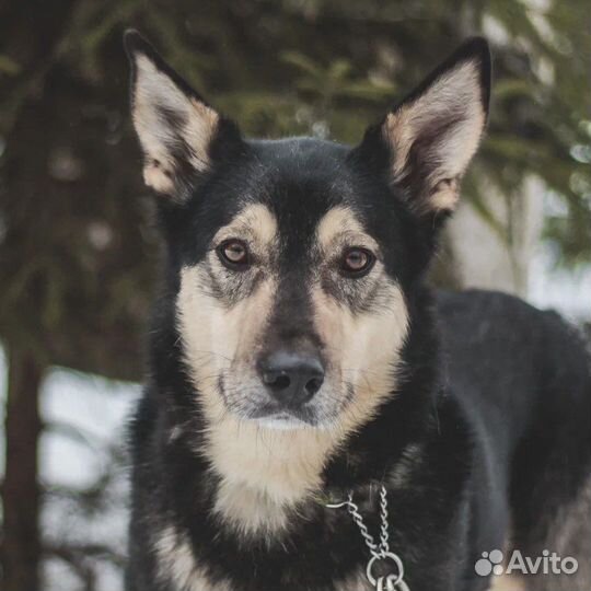 Болтик ждёт