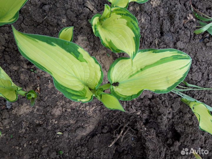 Хосты 2за100, Клематис