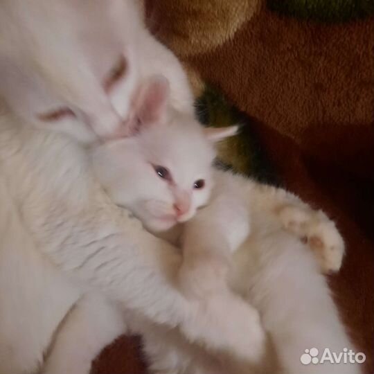 Турецкая ангора (котёнок)