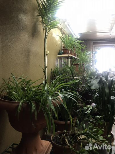 Комнатные цветы