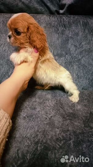 Мини мальчик Кавалер