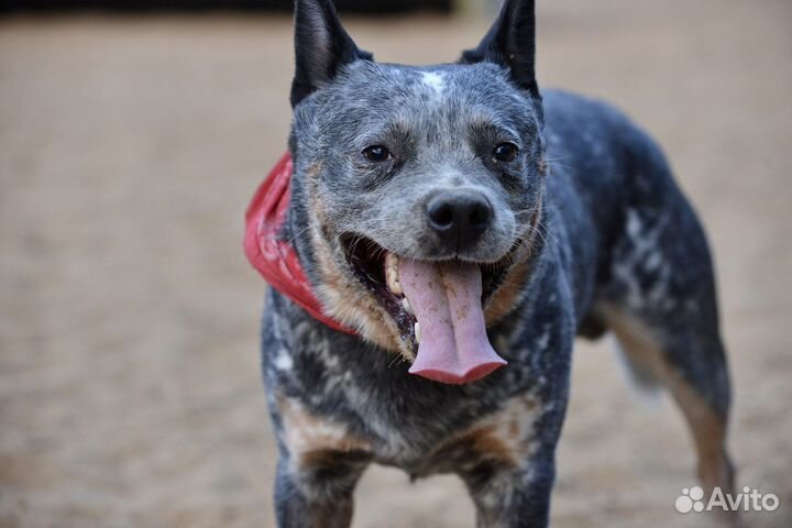 Австралийская пастушья собака Кобель для вязки