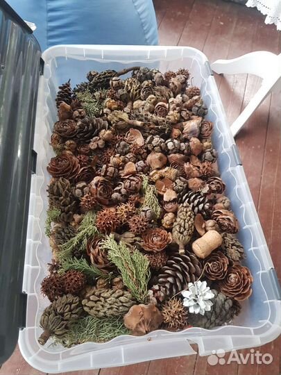 Шишки разные