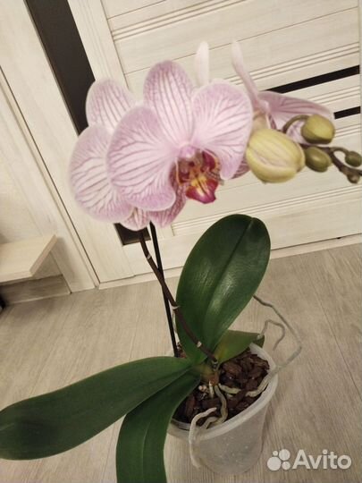 Орхидея фаленопсис