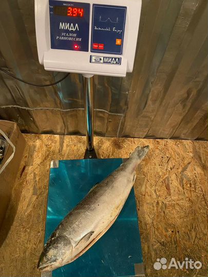 Кета потрошеная с головой. Рыба. Дикий лосось