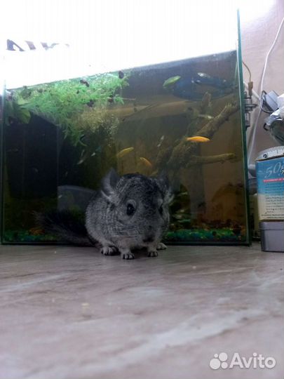Шиншилла