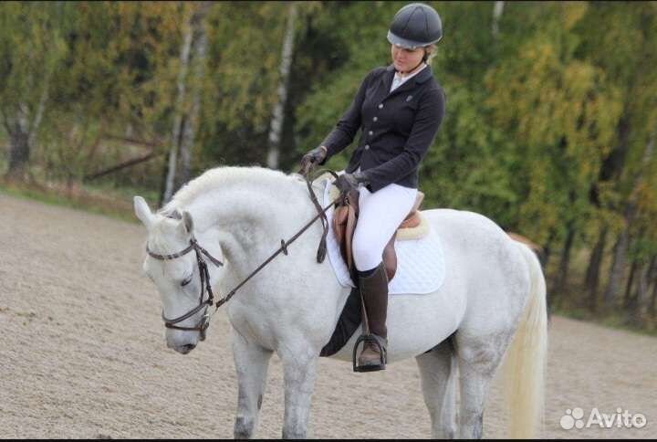 Орловский мерин