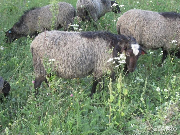 Продам романовских баранов на племя