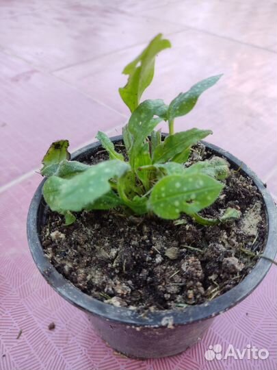 Медуница сахарная пестролистная