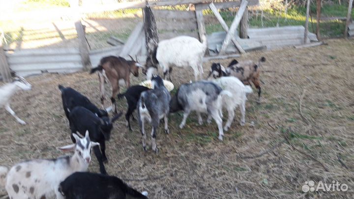 Молочные козы