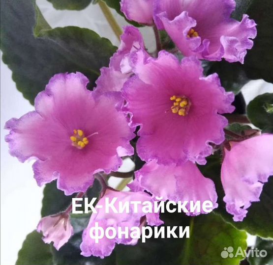 Лист фиалки, 10сортов