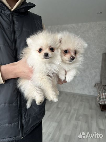 Померанский шпиц