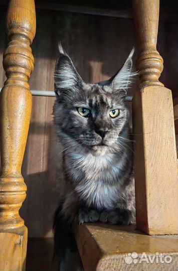 Котята Мейн-Кун. Серебряные