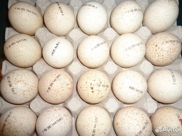 Инкубационное яйцо из Европы и России