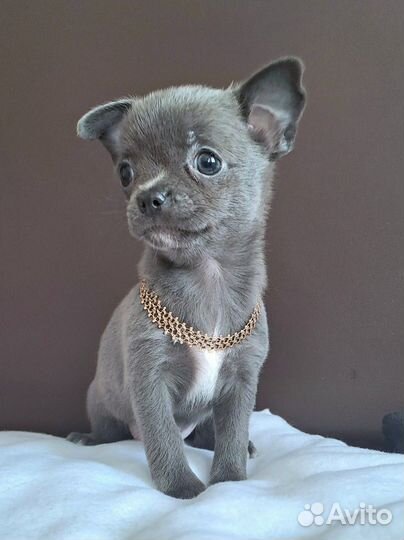 Щенки чихуахуа