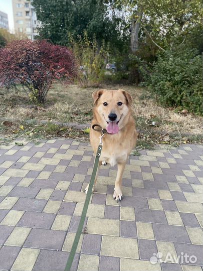 Собака-компаньон в семью